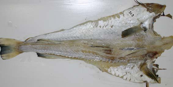 Bilde 16. Bilde av utvannet saltfisk fra råstoff som har hoggskade. Ingen betydelige høttmerker vises i fiskemuskelen. Som saltfisk og utvannet fisk var fisken av god kvalitet.