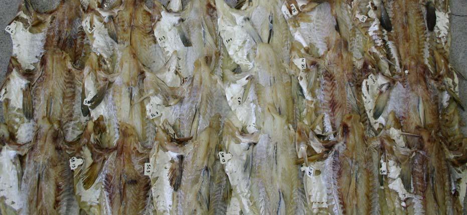 Sjødød fisk egner seg ikke til produksjon av saltfisk av høy kvalitet. Redskapsmerker Feilfri Dårlig blodtappet Hoggskade Blodsprengt Sjødød Bilde 19. Saltmoden fisk.
