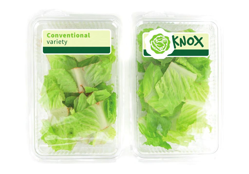 41 and Delayed pinking in lettuce Inside Extended shelf life Happy consumers Fresher lettuce thanks to Knox TM Knox TM can extend shelf life by approximately two days.
