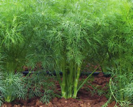 Frøstørrelse: 700 frø/gram Basilikum stor grønn Edwina 190109 Ocimum basilicum, ettårig Storvokst. Mørk, jevn og pen for potteproduksjon. Fleksibel og sterk mot sykdommer.