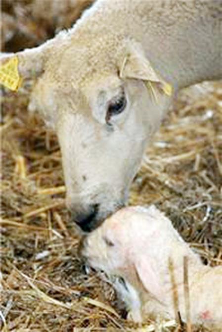Lamming Lammingsperioden : 15 April til 15 mai Best mogleg grovfôr i denne perioden - Høgtytande dyr må få det
