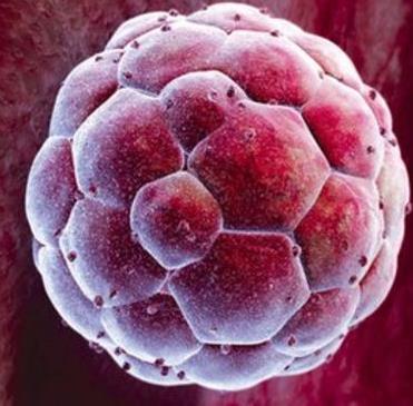 Er det riktig å bruke embryonale stamceller i forskning?