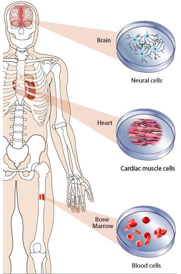 Voksne stamceller kan bli til celler i det organet de er i Hjerne Takket være voksne stamceller får du: Nerveceller - helt ny hud hver 4 uke (40