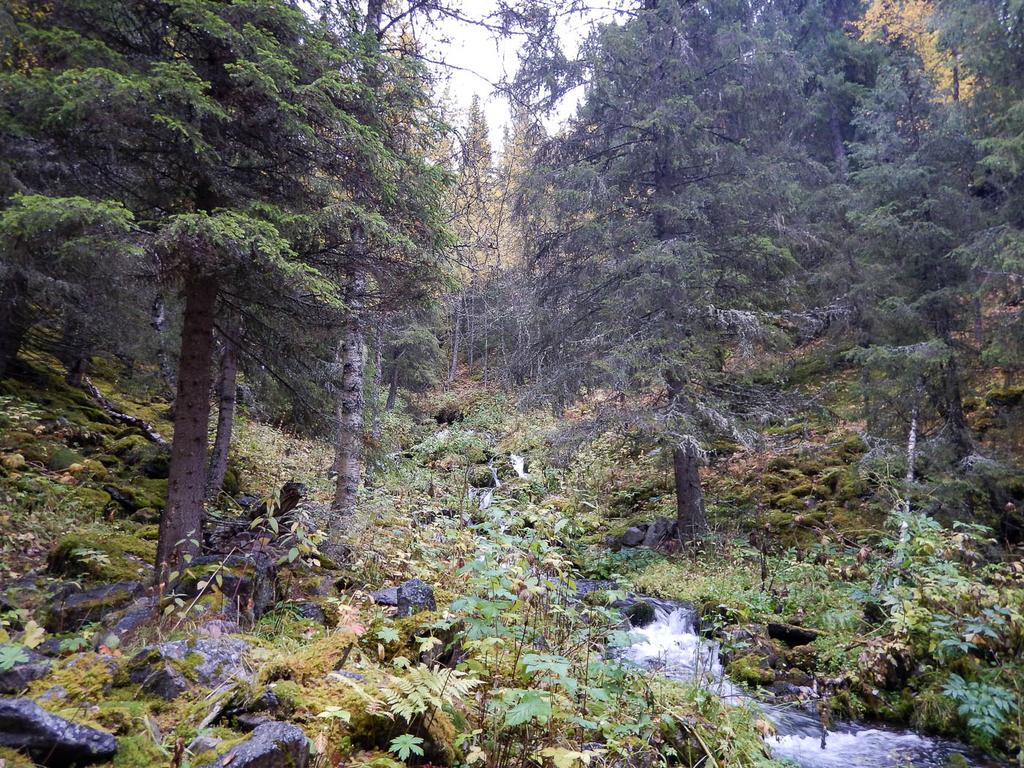 Bilder fra området Imsdalen Skogen i nedre del av