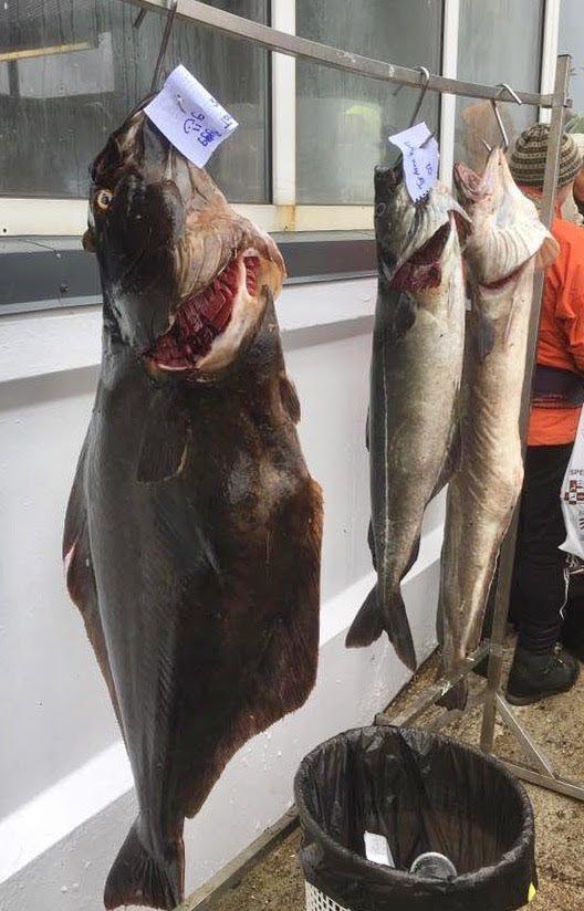 RESULTAT DAG 4, LØRDAG 8. JULI 2017: Dette var dagen da den største fisken ble tatt. En kveite på hele 29,82 kg.