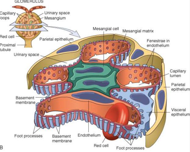 Glomerulonefritter