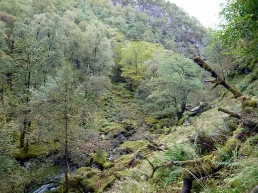 styva trær (opp til ca 1 m dbh). I følge Fremstad (1997) er dette en sammensmelting av gråor-heggeskog og alm-lindeskog.