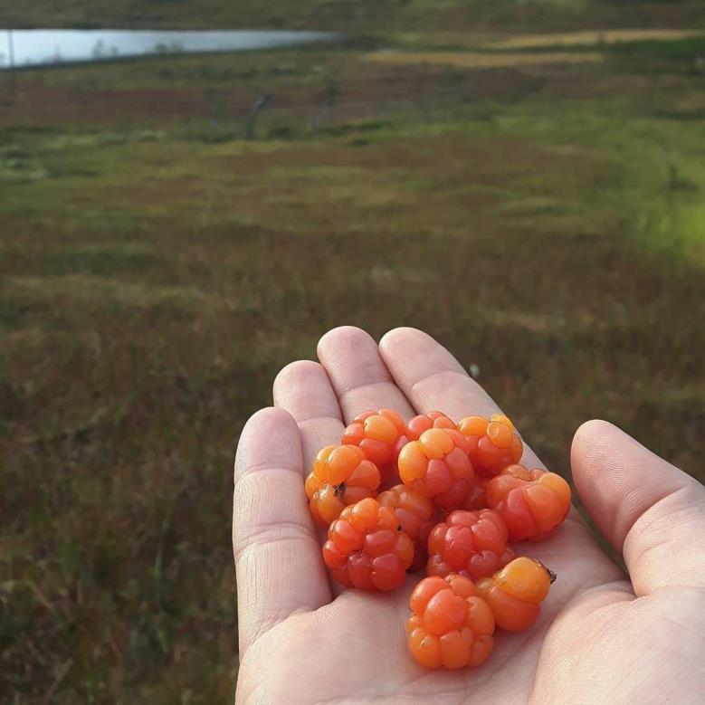 Nordnorske Hemmeligheter: 10.