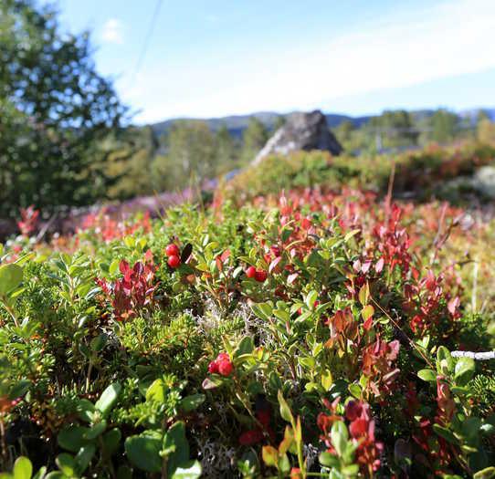 OTROSÅSEN HYTTEFELT Otrosåsen Hyttefelt, 4755 HOVDEN I SETESDAL