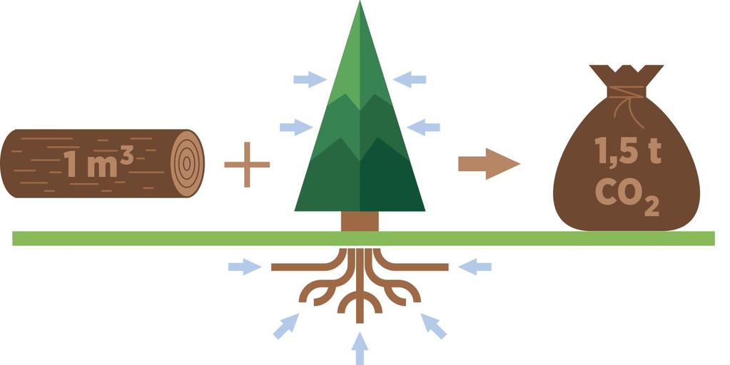 Klimaeffekten Økt tilvekst med 1 m 3 + greiner, røtter m.m. = ca. 1,5 tonn ekstra CO 2 bundet Med substitusjon: ca.