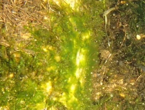 Grønnalgen Oedogonium b. B. Grønne trådformede alger (Klebsormidium rivulare, Spirogyra a). C.