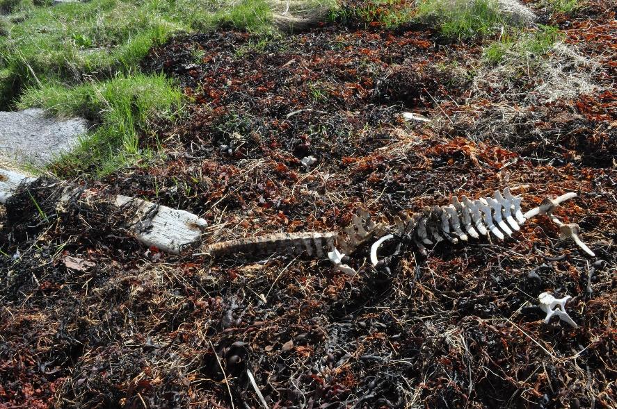 10 Døde dyr Det er rapportert død fugl i garn, samt en død mus i flaske i Årstein, Digermulen.