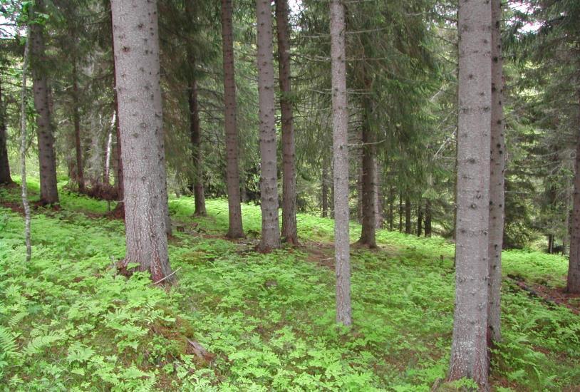 skogressurs Øke karbonbinding Ivareta miljøomsyn