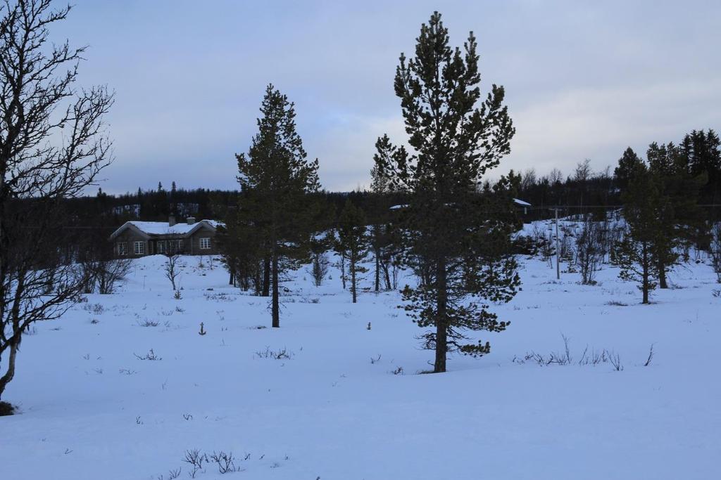 REGULERINGSPLAN FOR TUNHOVD SETERSKOG, I NORE OG UVDAL KOMMUNE.