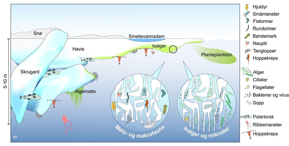 I og under isen er det ulike mikrohabitater med arter fra en