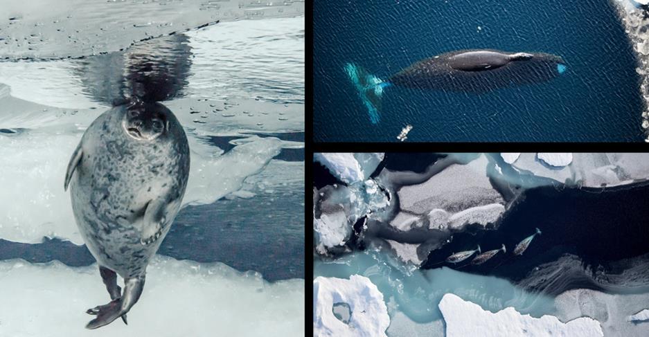 Kaste-, hårfellings- og hvileområde for sel. betydningen av iskantsonen varier mellom arter og gjennom året. Noen arter er avhengig av at havisen ligger over grunne havområder (hvalross og storkobbe).