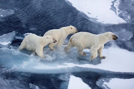 Mulig sammenheng mellom isdekket og ungeproduksjon hos isbjørn - isens utbredelse har betydning for