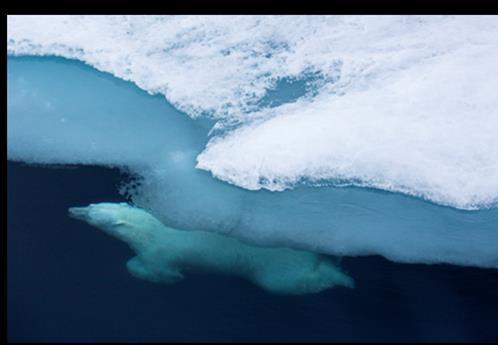 Endringer i når havisen legger seg og smelter, iskantsonens avstand til land, samt mengde og