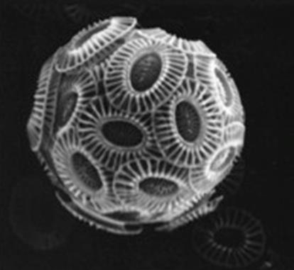 Kunnskapsstatus før og nå Kalkflagellaten Emiliania huxleyi, en av