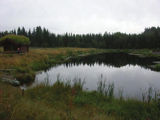 Figur 6. Graneruddammen, 26.08.2008. 5. Kjøstaddammen, Løten Lokaliteten ble gravd ut i ca 2003 og er omgitt av åker, eng og blandingsskog.