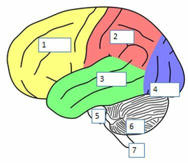 Angi korrekt betegnelse på de ulike delene av hjernen.