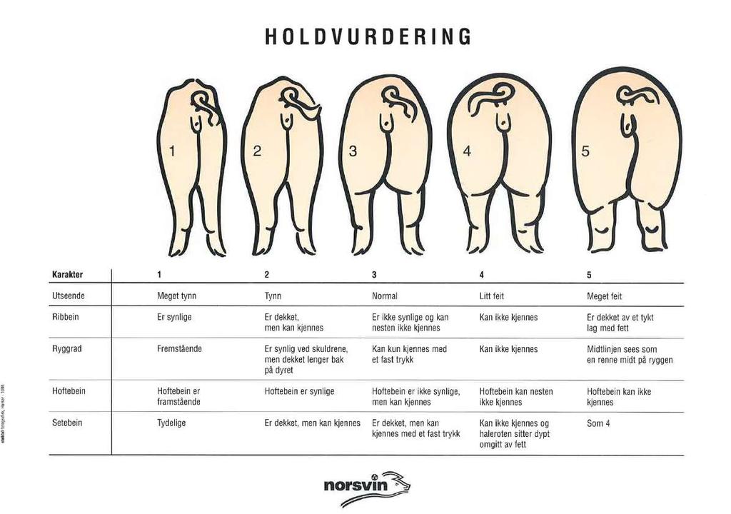 11.4 Holdvurdering Hold skal vurderes ved avvenning. Holdvurderingsskalaen er vist nedenfor og er også trykt i merkeboka.