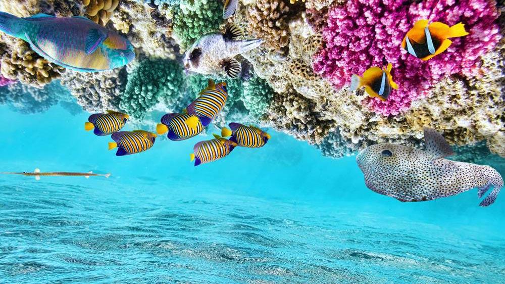 Great Barrier Reef - Øyhopping og cruise En fantastisk tur med cruise, øyhopping