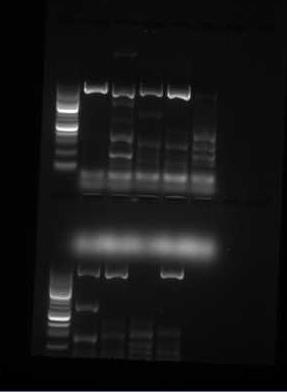 10 Gelbilde av ESBL singleplex PCR på jordprøver.