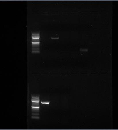 Gel 22/3 (PCR kjørt 21/3) 22/3 ESBL- og Car singleplex på prøve 9S og 10S Figur B.