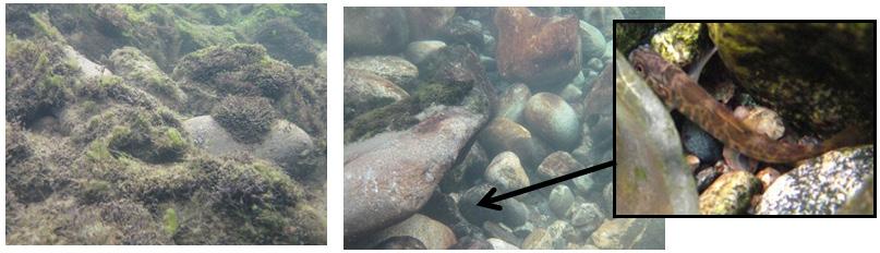Figur 6. På venstre bilde vises pakket og fast bunnsubstrat med få hulrom, mens bildet i midten viser dannelse av store mengder hulrom for fisk i det samme substratet etter harving 4.