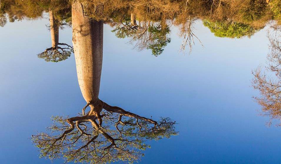 De imponerende Baobabtrærne den største av lemurartene, kalt Indri.