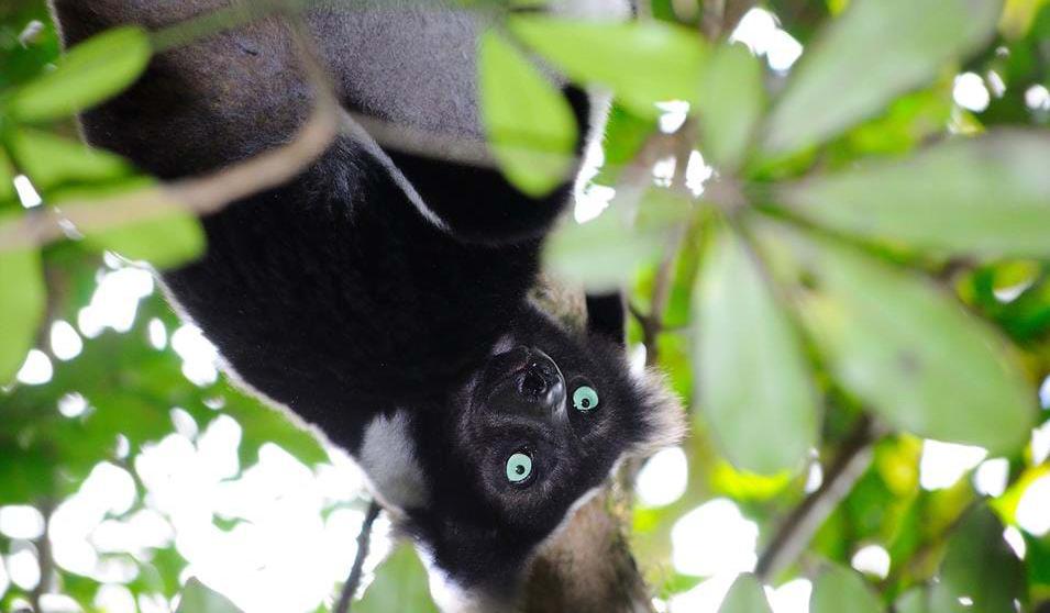 Indri-lemur ved Antasibe Dag 9: Isalo National Park I dag blir det et besøk og fottur i Isalo National Park. Parken dekker et område på 800 km2 bestående av hele Isalo-massivet.