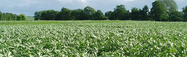 of protein Faba beans have great potential as a