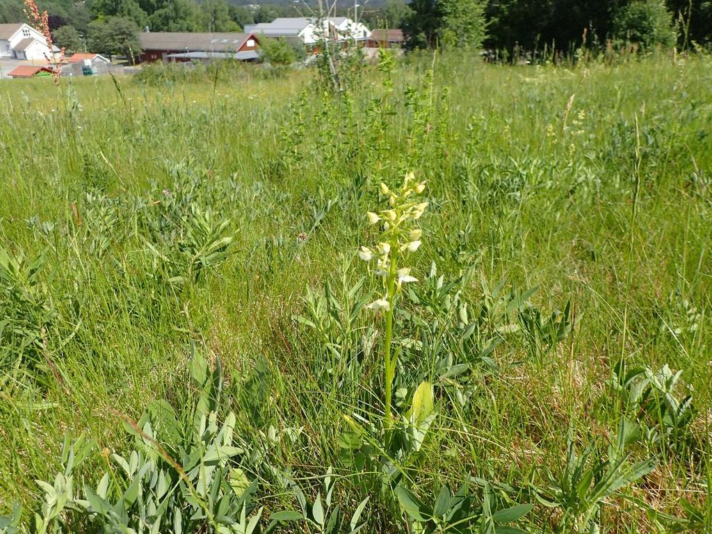 Grov nattfiol i blomst sentralt