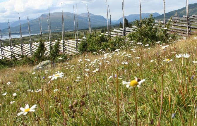 I seterområdene tilkommer fjellarter som fjelltimotei, setermjelt, blåmjelt, fjellbakkestjerne, fjellfiol og fjellnøkleblom.