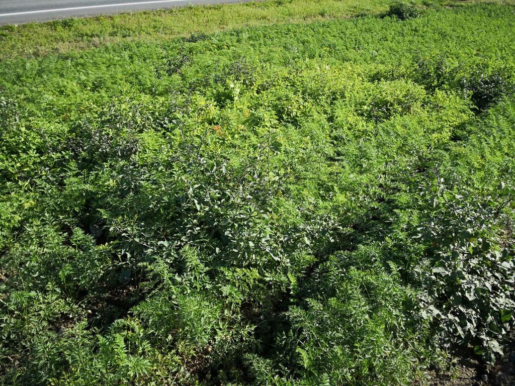 Spredningsveier Frøspres primært med dryssing og jordbearbeiding, men kan også følge: Importerte gulrotfrø