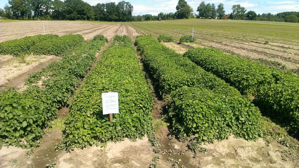 Kjemisk plantevern i grønnsakskulturer Fra plantevernmiddelforsøk mot svartsøtvier i NLR Øst.