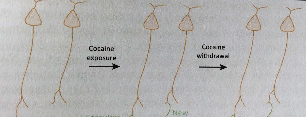 "Drugs of abuse awaken plasticity machanisms which normally occur during development to produce abnormally robust memories related to addiction"