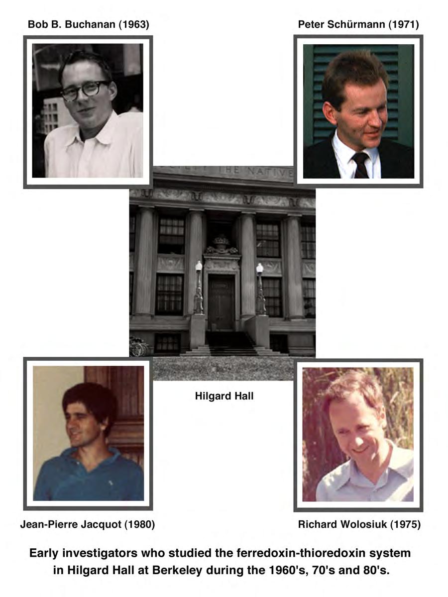 Who is Who of the Ferredoxin/ Thioredoxin System, Berkeley: 1960s,