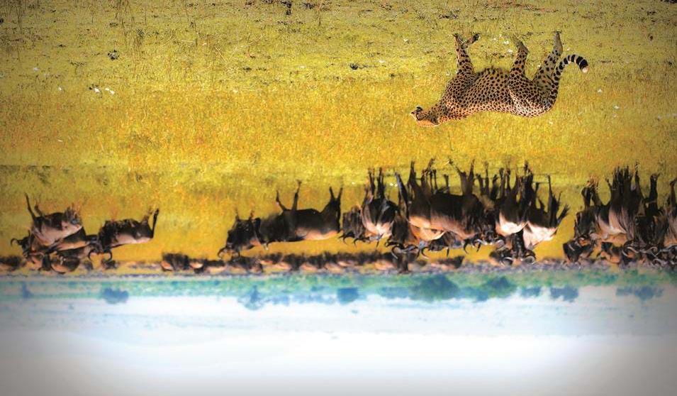 Gepard på jakt i Masai Mara - Safari og badeferie i Kenya Club Dag 13: Det indiske hav - Nairobi - Norge