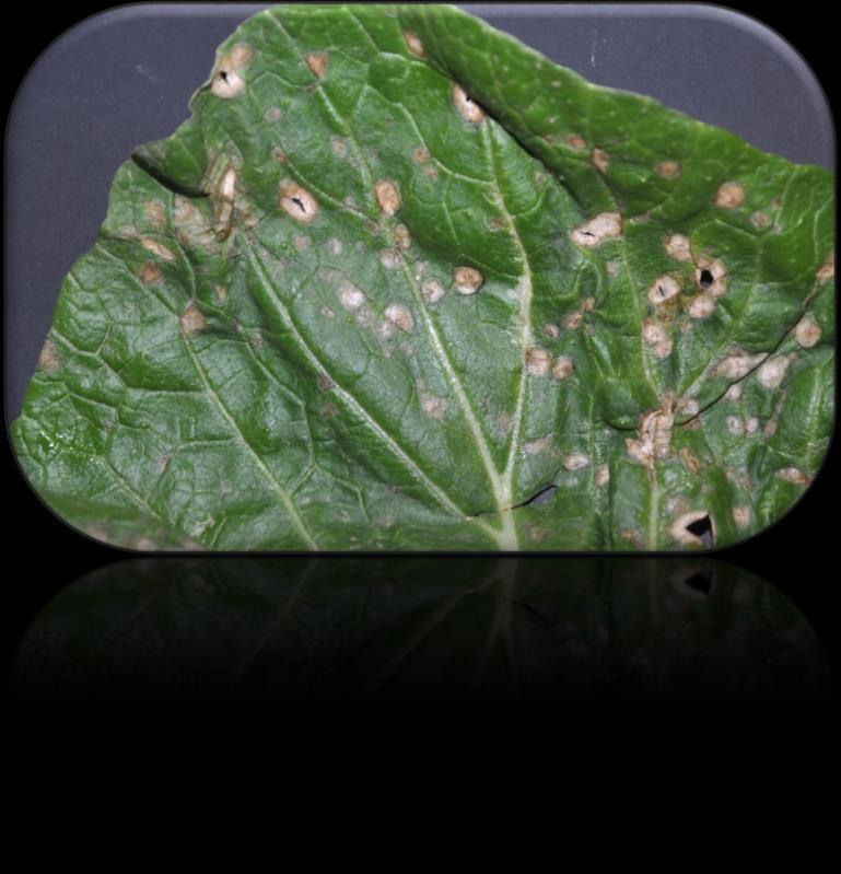 Korsblomstgråflekk Pseudocercosporella capsellae Symptomer. Små, runde, gulgrå flekker på bladene.