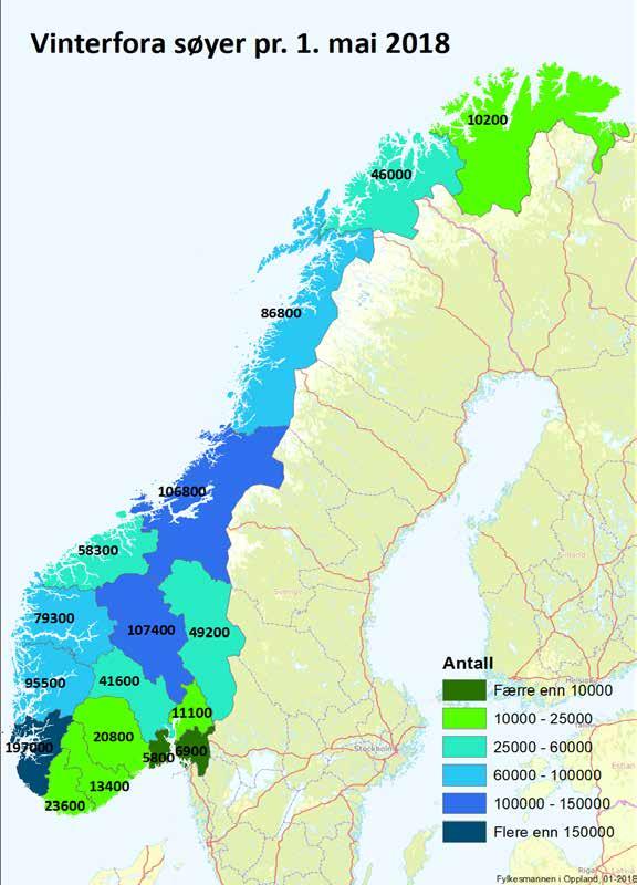 Rogaland har det absolutt største sauetallet og flest produsenter, som tidligere.