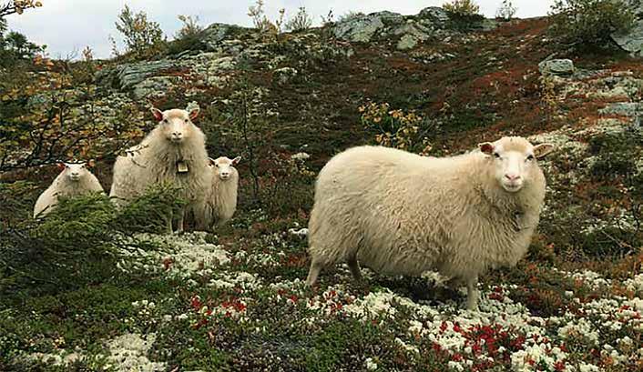 lamming Les mer på www.strandunikorn.