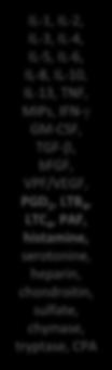 histamine, serotonine, heparin, chondroitin, sulfate, chymase, tryptase, CPA aktivering