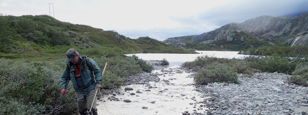 villfisk fra de to yngste årsklassene ute i innsjøen, kan forklares dersom innløpsbekkene periodevis er så små med så lav vannføring at ungfisken heller vandrer ut til strandsonen i innsjøen enn å