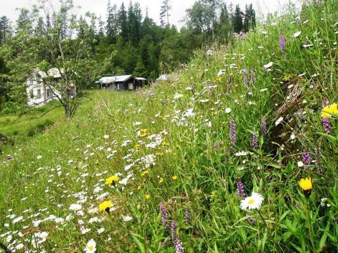 Side: 8/30 Kulturlandskapet i Telemark Telemark hadde for 50 år siden et jordbrukslandskap som var 45 000 da større enn i dag. Reduksjonen i jordbruksareal har ikke vært så stor de siste åra.
