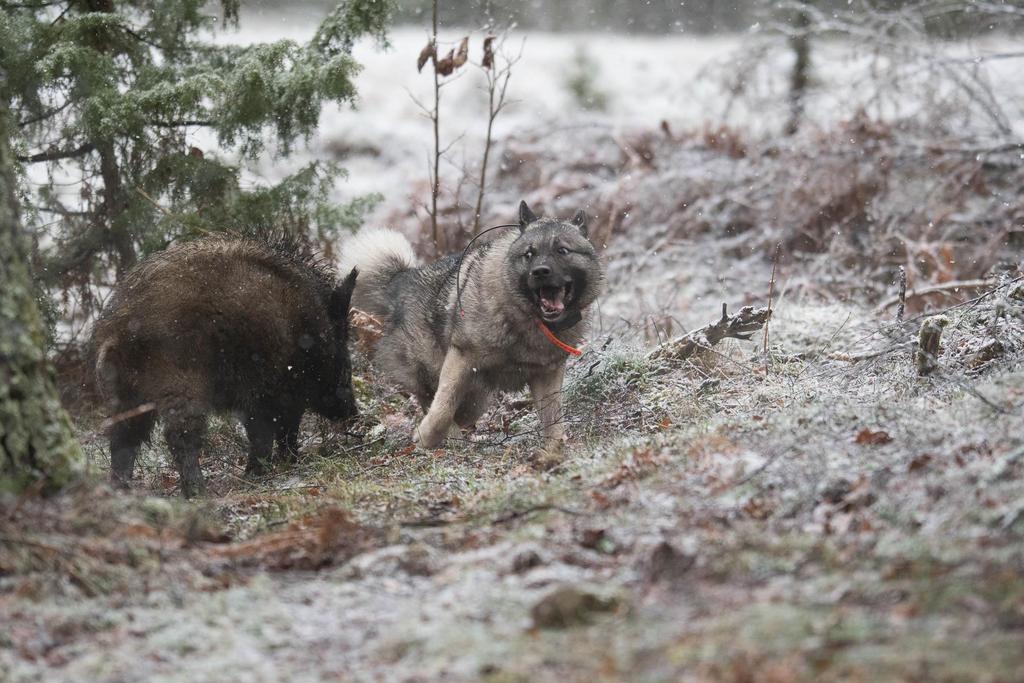 Villsvin i Norge hva mener jegerne?