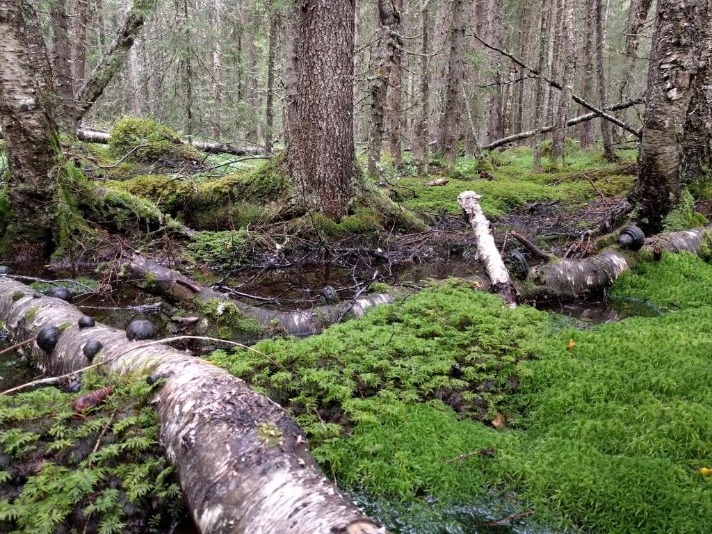 preg av sumpskog.