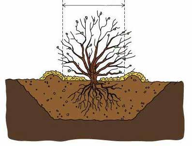 Diameter rotball PLANTING Det er viktig at plantene man kjøper har god Dam kvalitet.