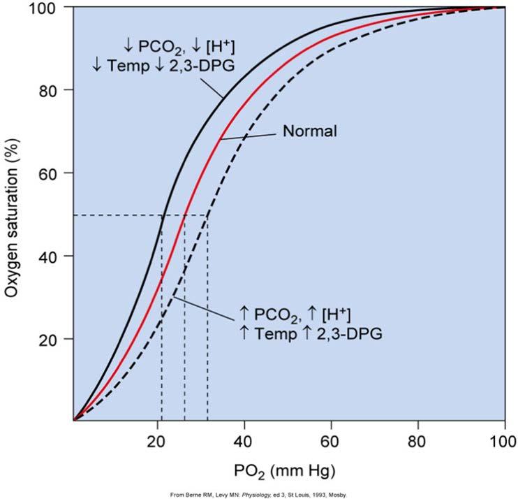 Påvirkning av Hb-metning 2,3-difosfoglyserat (2,3-DPG) Økt konsentrasjon i erytrocyttene Erytrocyttene mangler mitokondrier